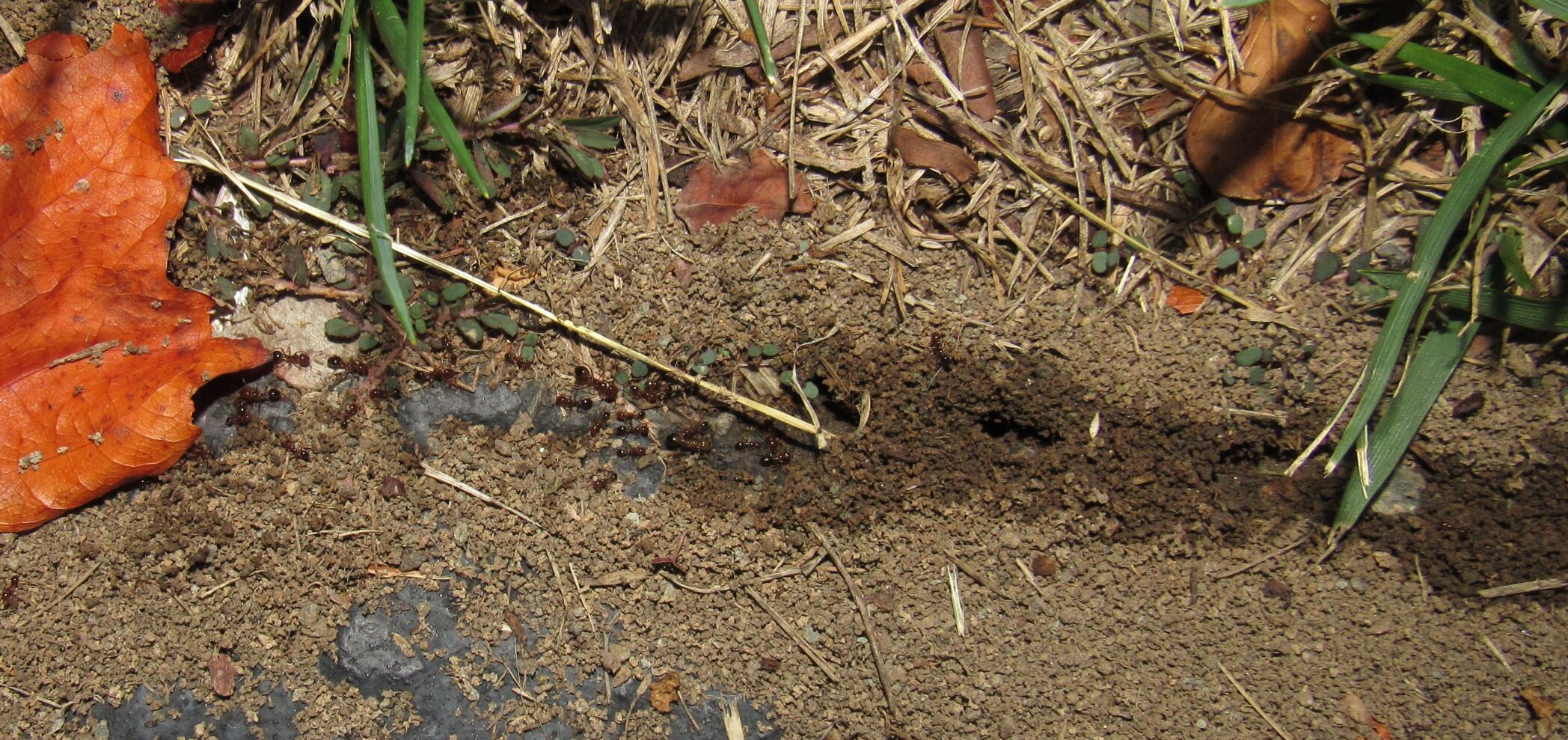 Fire ant